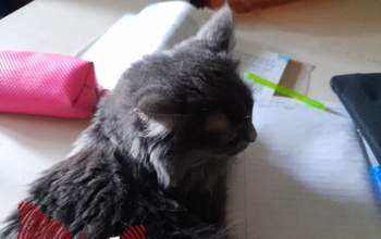 В Оренбурге на 11 дней приостановлены занятия в школах и кружках