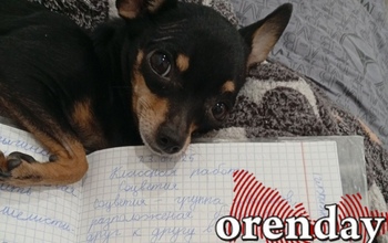 В Орске временно вводят дистанционное обучение