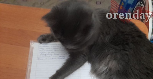 Школьники ликуют: в Оренбурге погода позволяет детям остаться дома