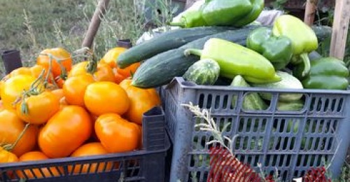 Оренбургские дачники жалуются на массовые кражи урожая