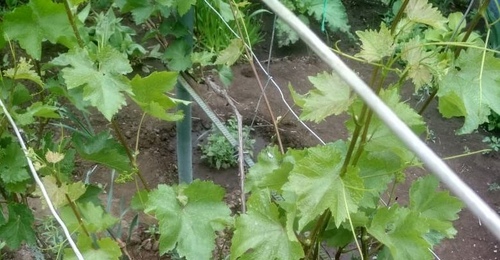 Виноградарство в Оренбуржье развивается вяло и держится на голом энтузиазме