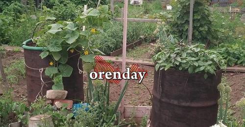 Оренбуржцы могут оказаться за решёткой, выращивая определённые цветы на даче