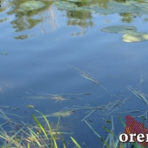 В Бузулуке утонул 14-летний подросток