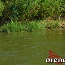 В реке Илек обнаружено тело мужчины 