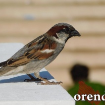 В Оренбурге в ближайшие дни будет тепло и без осадков