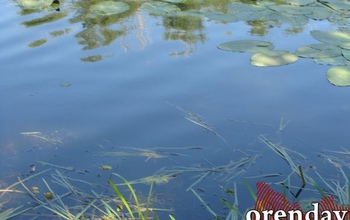 В Оренбурге на Урале отдыхающие спасли тонущую женщину, а купавшийся с ней мужчина исчез (18+)