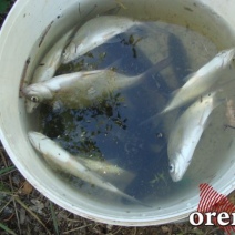 На Ириклинском водохранилище учащийся колледжа незаконно наловил рыбы на 360 000 рублей