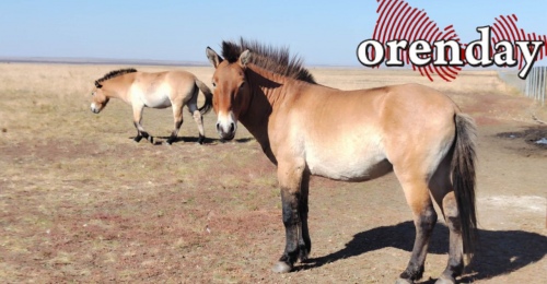 Прогуляться по заповедной степи оренбуржцы смогут уже с начала мая