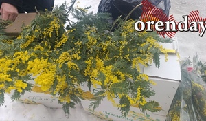 В городе по традиции активизировался «мимозный бизнес»: сколько стоит «аромат весны» в этом году?