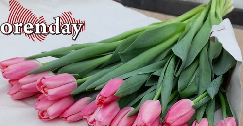 Дорогие оренбурженки, Орендэй поздравляет вас с Международным женским днём