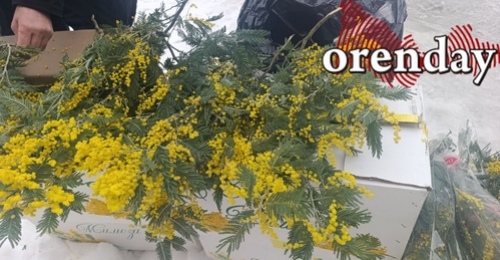 В городе по традиции активизировался «мимозный бизнес»: сколько стоит «аромат весны» в этом году?