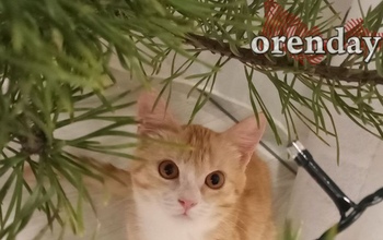 В Оренбуржье усилены рейды против браконьерской вырубки хвойных насаждений