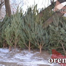 Нарубивший в Оренбуржье елок на 11 млн рублей просил его оправдать