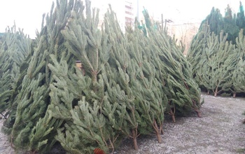 Завтра в Оренбурге начнут свою работу елочные базары