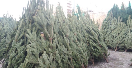 Оренбуржцам рассказали, на что обратить внимание при выборе натуральной ёлки