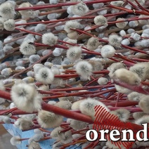 Верующие оренбуржцы рискуют остаться на праздник без вербы