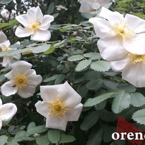 Какая погода ожидает оренбуржцев в ближайшие дни