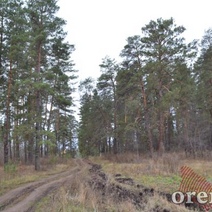 В Гайском городском округе более семи часов искали 74-летнюю женщину, ушедшую за грибами