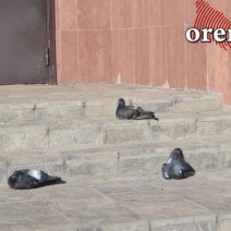 Оренбургский райсуд запретил летать голубям