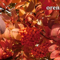 К середине недели дневная жара в Оренбуржье немного спадет