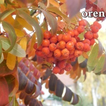 На Оренбуржье надвигаются дожди и похолодание