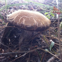 В Сакмарском районе 40 человек искали пропавшего грибника