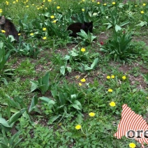 После дождика в четверг: на этой неделе в Оренбурге потеплеет