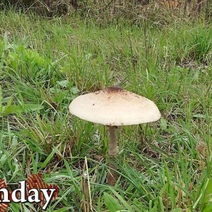 В Бузулуке женщина наелась грибов собственной засолки и оказалась на больничной койке