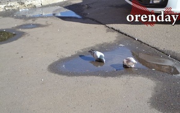 Оренбуржцам можно ждать пасмурной осенней погоды