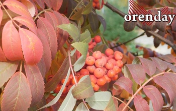 Не хандрить: как оренбуржцам справиться с осенней грустью