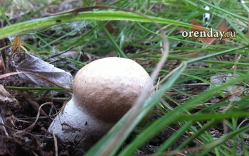 Жара, грозы и прохлада: какой в Оренбуржье будет последняя неделя августа