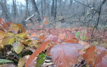 Волки не атаковали жителя Оренбуржья: Минприроды региона развеяло слухи