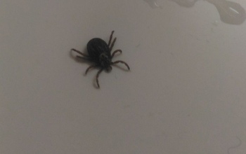 В Оренбургской области с начала сезона зарегистрировано свыше 1,8 тысячи пострадавших от укусов клещей