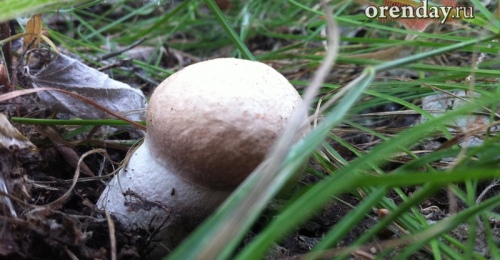 Жителям Оренбуржья напомнили об опасности первых весенних грибов