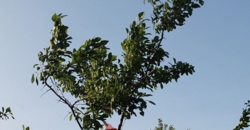 В Оренбуржье 16 апреля ожидаются резкое похолодание и сильный ветер