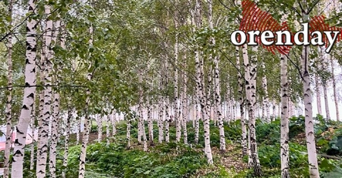 В Оренбуржье начался сезон сбора березового сока