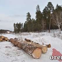 Почти 5 миллионов рублей заплатит сельчанин за вырубку деревьев в Оренбуржье