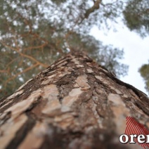 Как оформить льготное разрешение на посещение национального парка «Бузулукский бор»