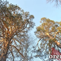 В Бузулуксом бору за два года сгорели деревья на 44 миллиона рублей 