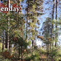 Зрители кинофестиваля в Бузулукском бору могут схлопотать штраф