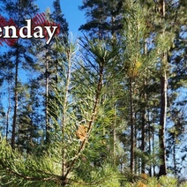 В Орске юрлицо «отщипнуло» для себя кусочек леса