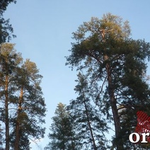 При обсуждении Бузулукского бора возникли помехи в трансляции заседания ЗС