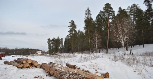 В Оренбуржье сотрудников районного лесничества подозревают в получении крупной взятки 