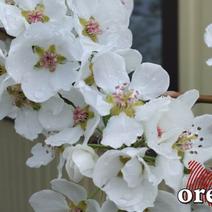 Государственные структуры Оренбуржья оповещают жителей о графике работы в праздники