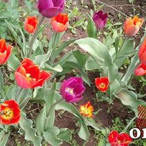 150 000 тюльпанов экспортировано из Оренбуржья с начала года