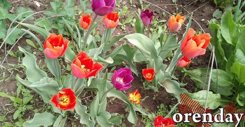 150 000 тюльпанов экспортировано из Оренбуржья с начала года