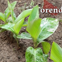 В Оренбуржье дети погибших участников СВО будут иметь право на участок даже после совершеннолетия