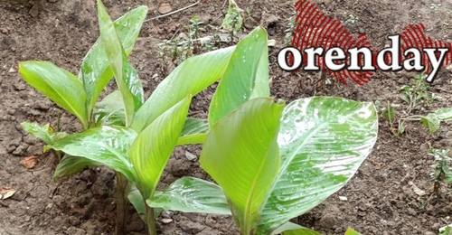 В Оренбуржье дети погибших участников СВО будут иметь право на участок даже после совершеннолетия