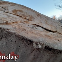 В Оренбуржье директор лесхоза срубил и продал 