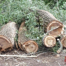 Сельчанин нарубил деревьев в Бузулукском бору более чем на 100 тысяч рублей